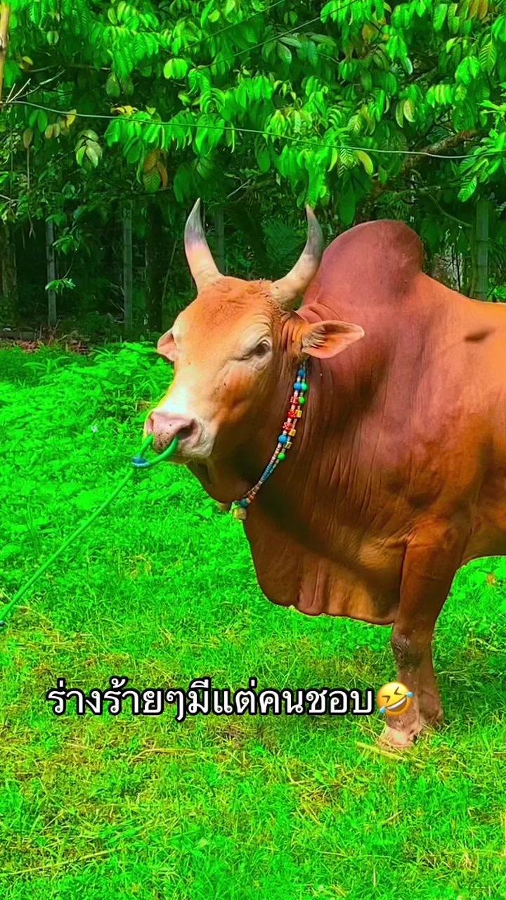 @ทำดีเข้าเเลก เพื่อกระเเทกหีเธอ