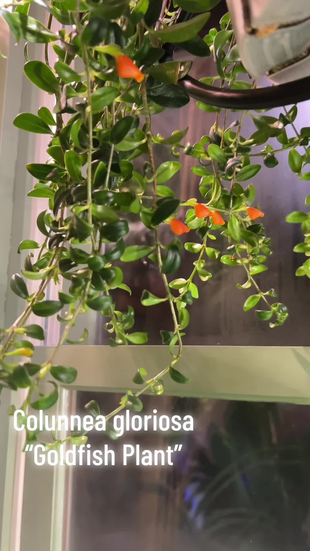 @The_Chlorophylliac