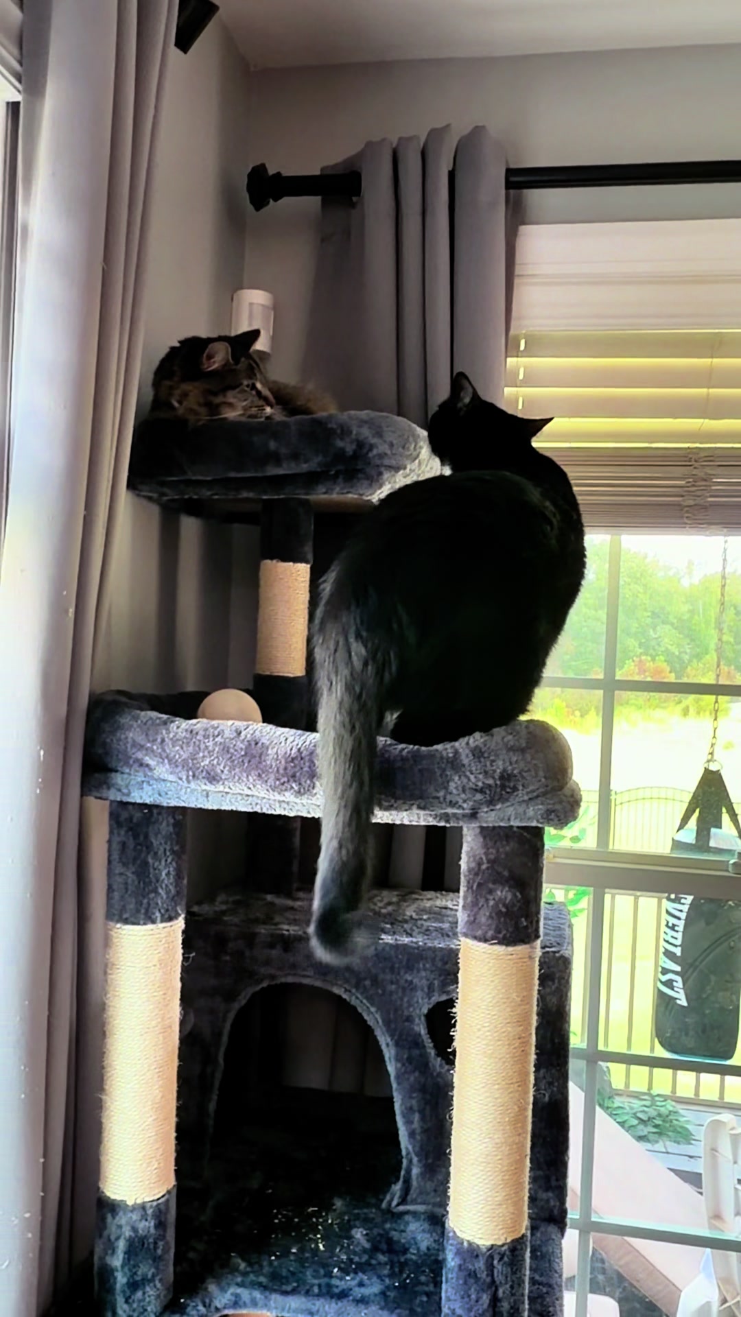 @RoxySnowballCatDrama