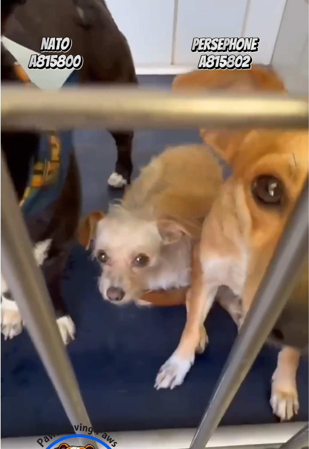 @pawssavingpaws