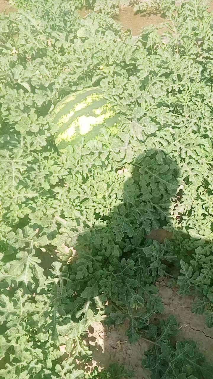 @telav