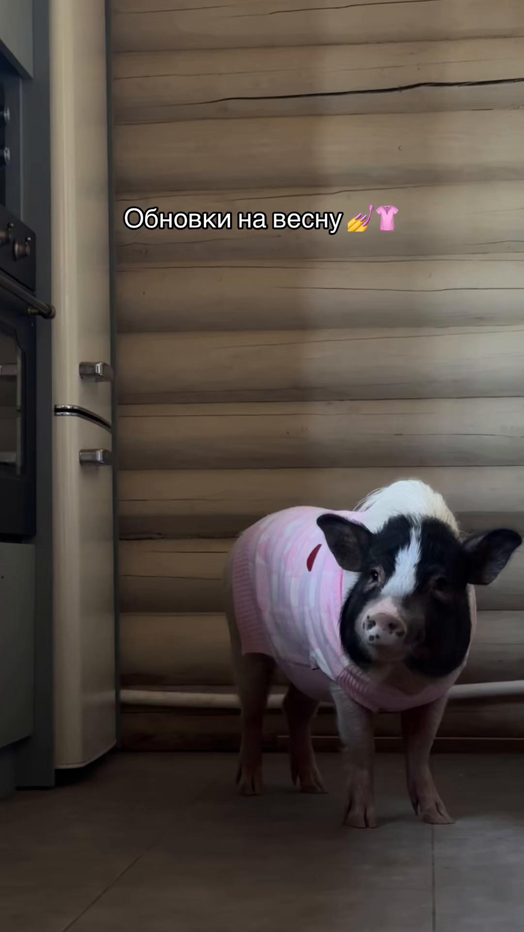 @Olivka pig