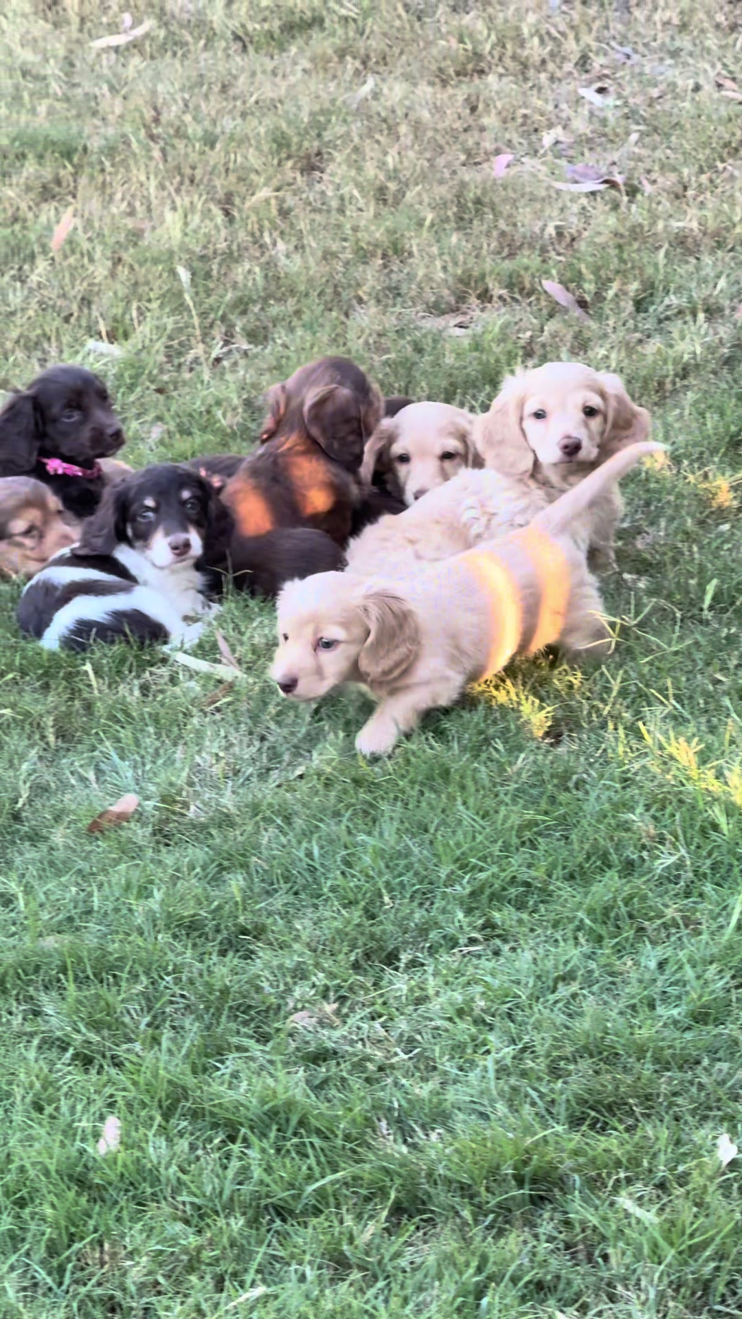@Dachshund Dynasty