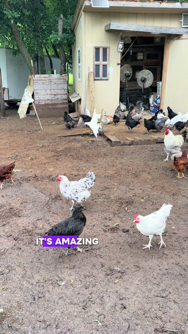 @NonniesFunnyFarm