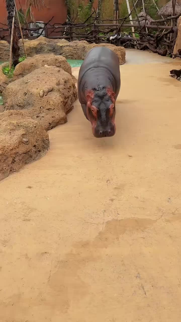 @Hippo