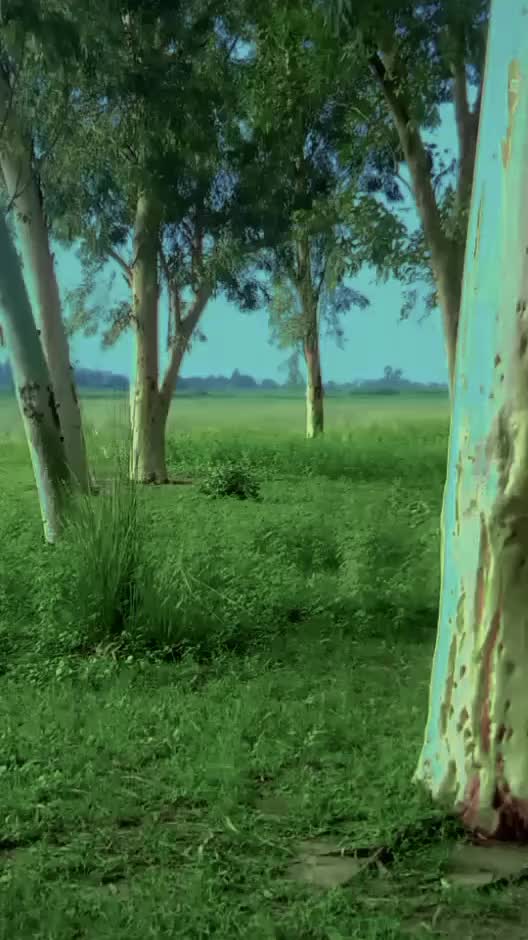 @اسرار گجر سروال 🇵🇰