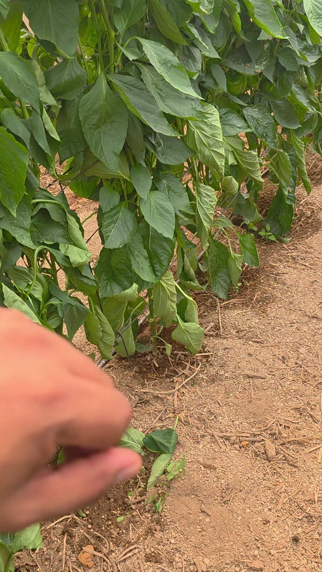 @El Extensionista del Agro
