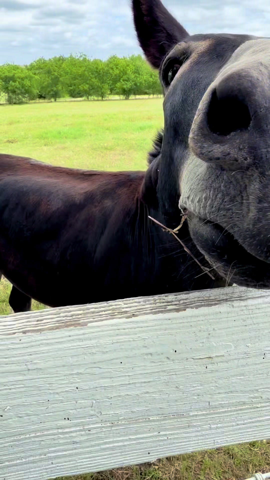 @DonkeyandHoundMama