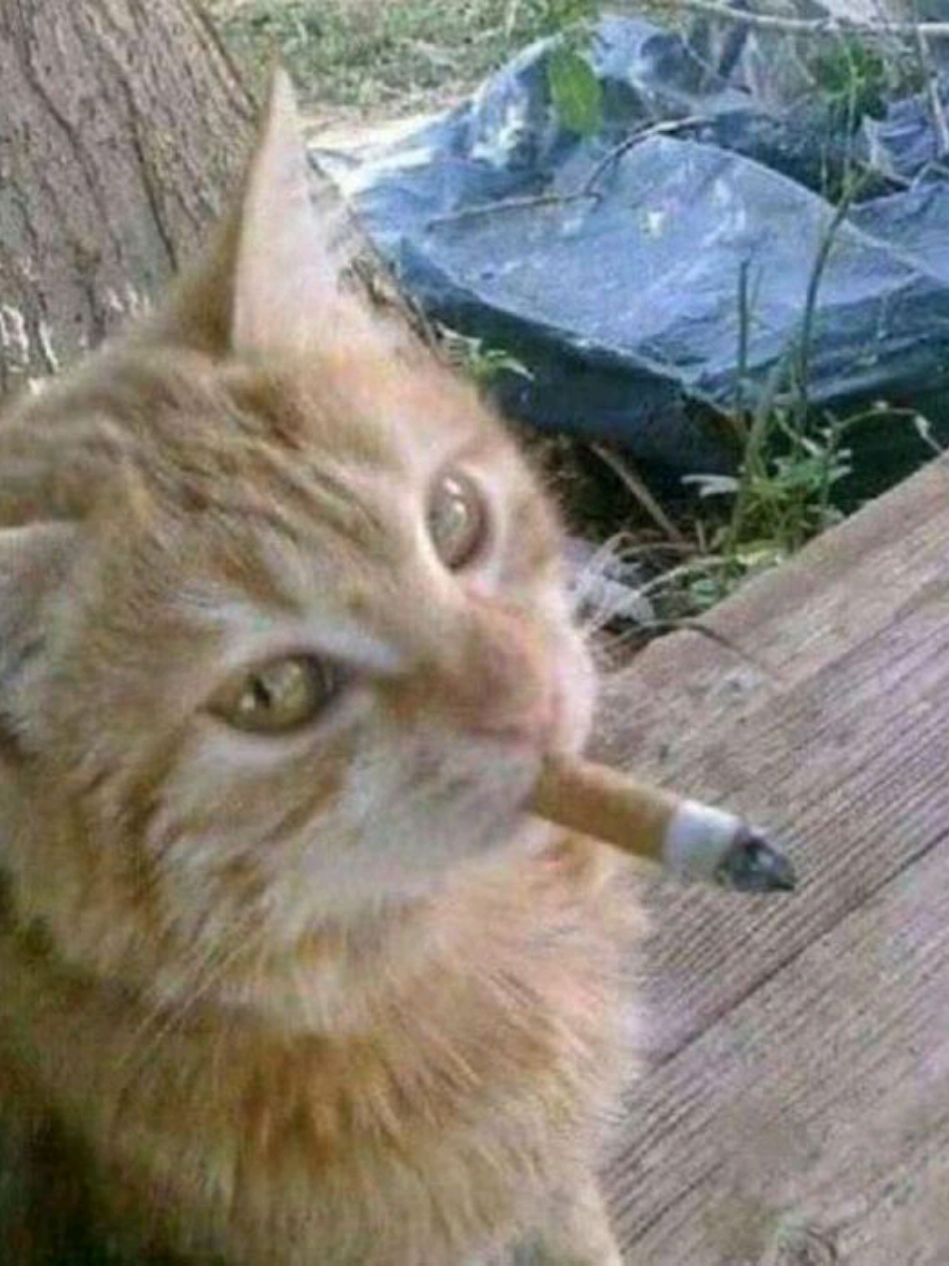 @𖦹๋࣭⭑𝙹𝚢𝚗⭑𖦹๋࣭