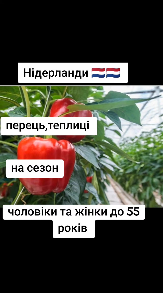 @Бельгія та Нідерланди