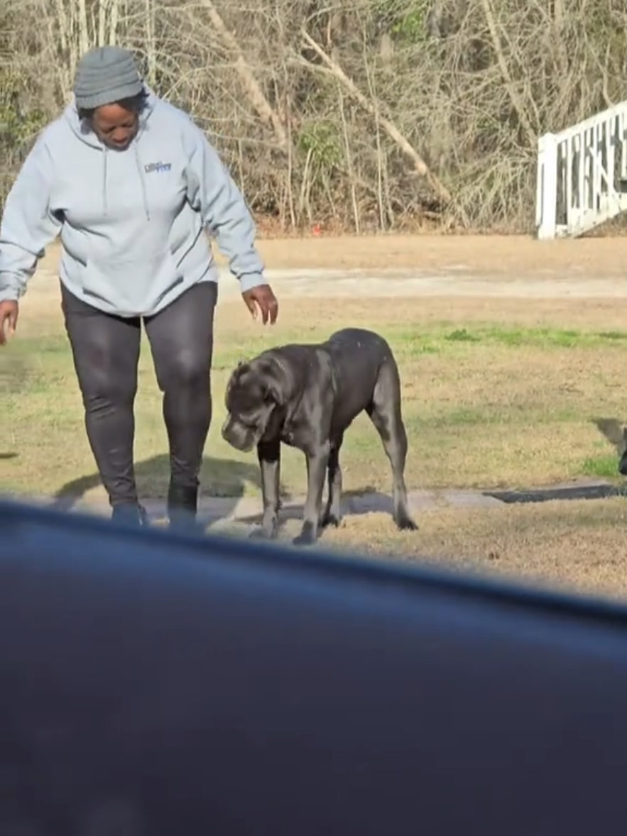 @Brandon and Blue Kennels LLC