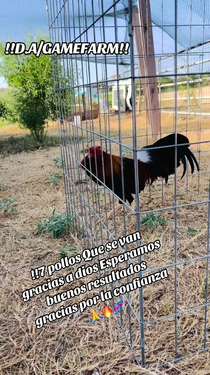 @DAgamefarm
