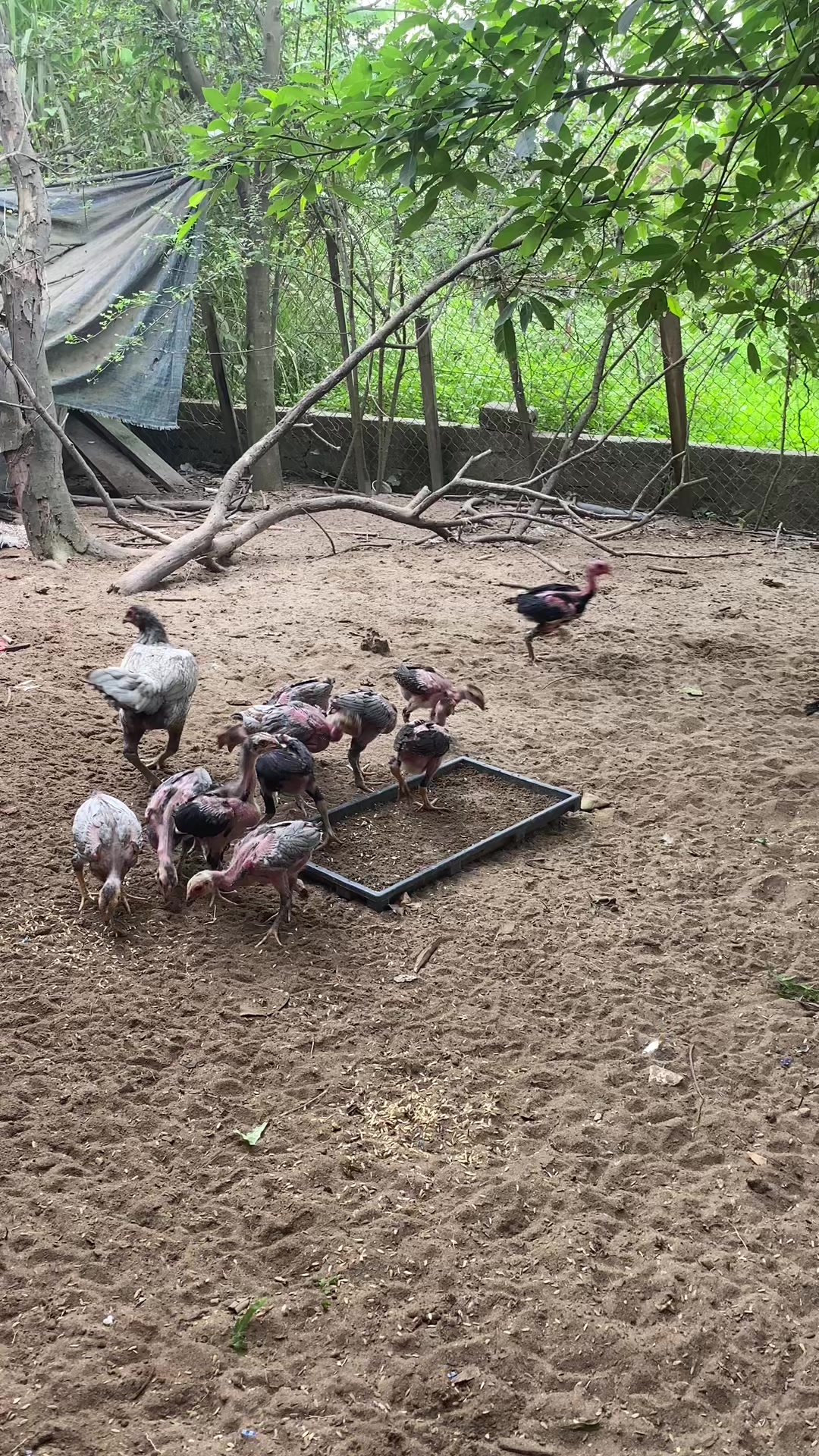 @Trại Gà A Hổ