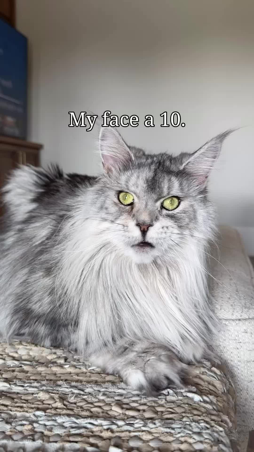 @Winnie: Maine Coon Kitty