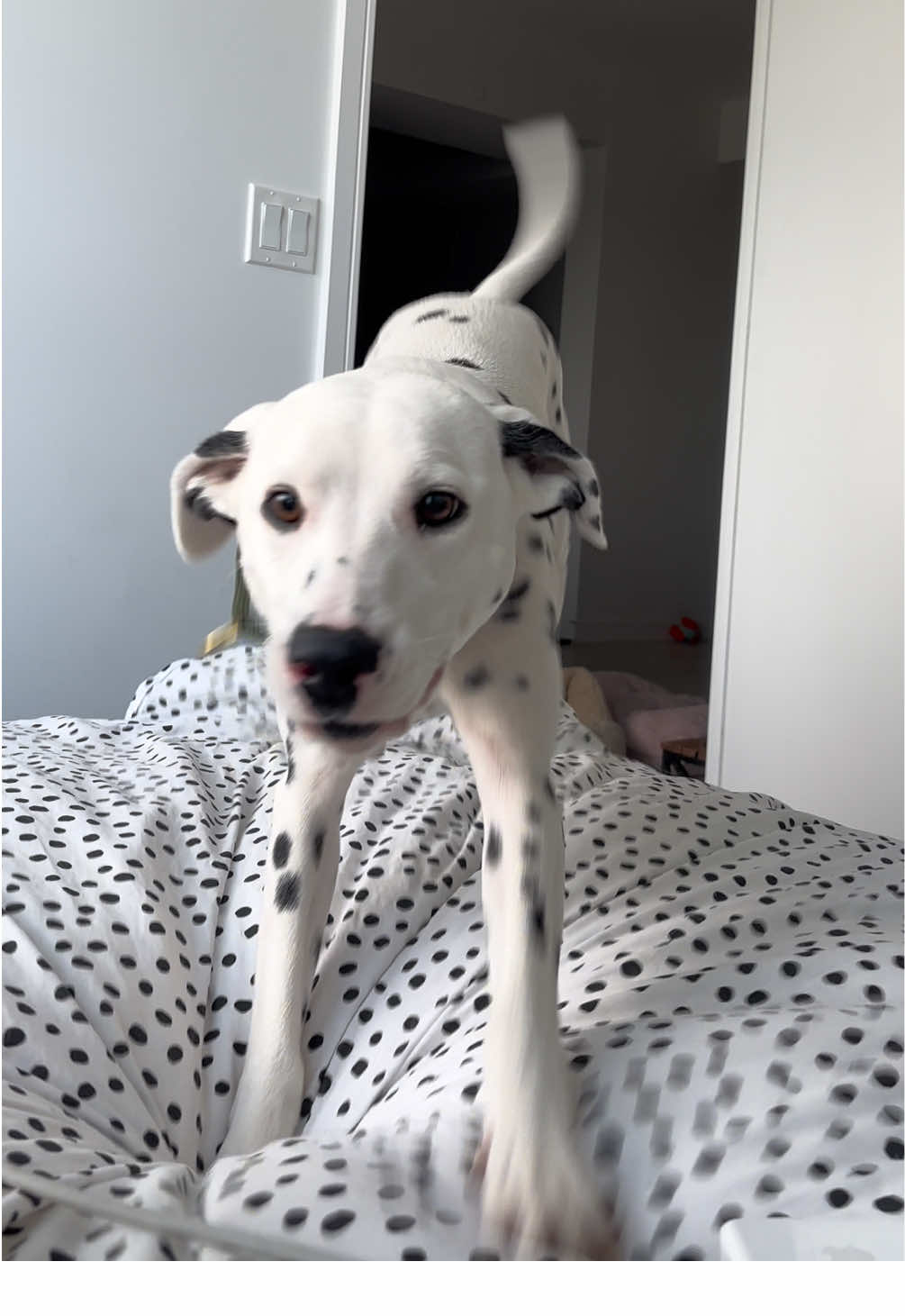 @Nevada the Dalmatian