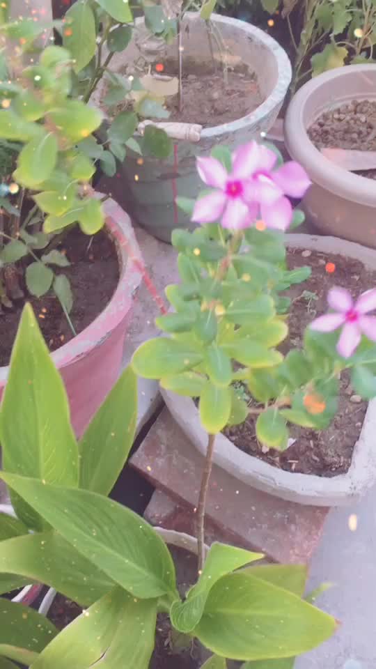 @ShradhaSurendrRajput