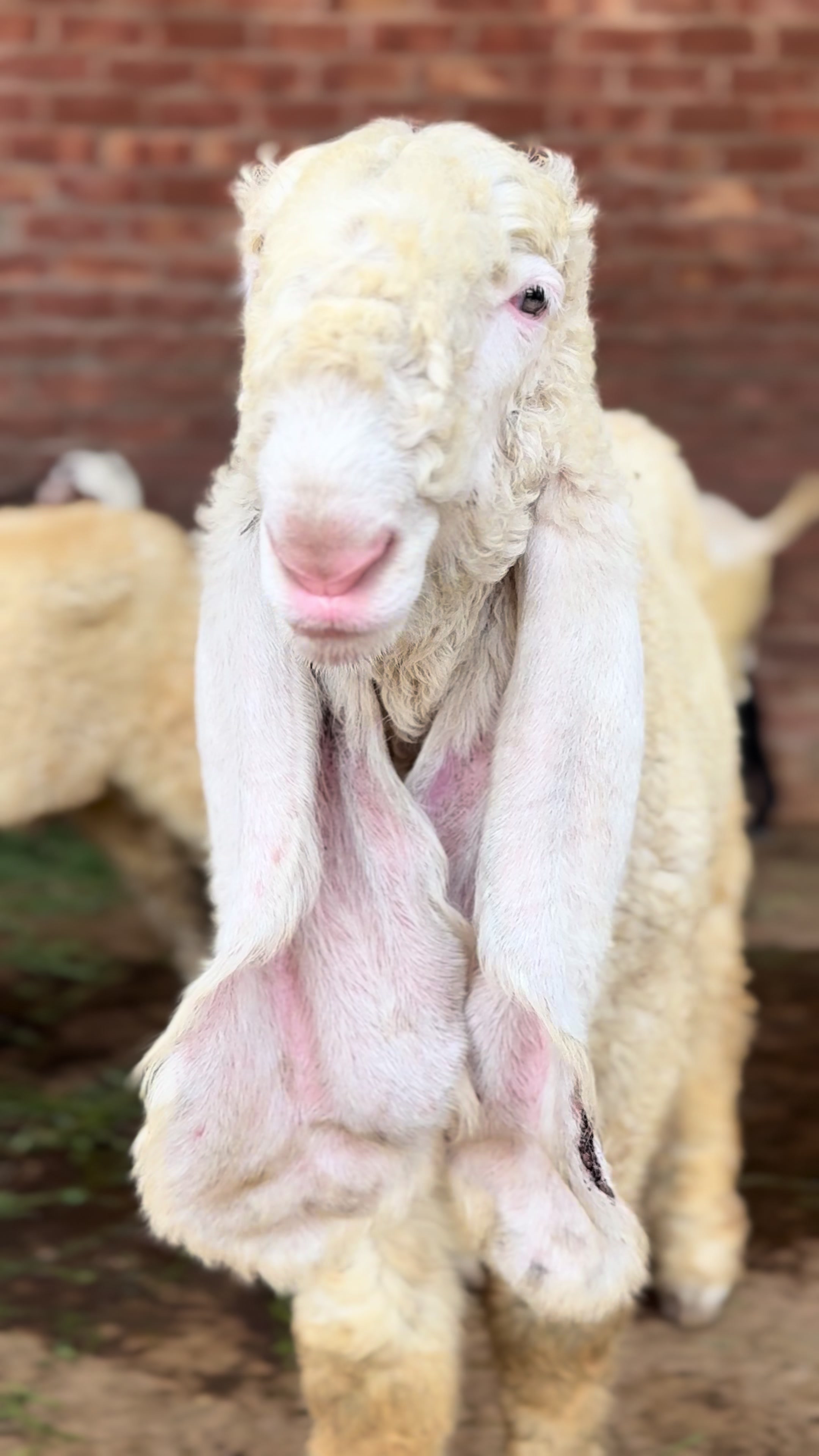 @Shiraz livestock