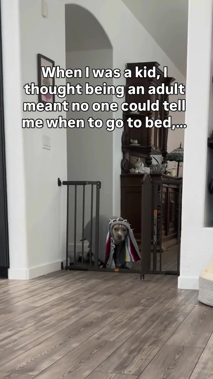 @Indie.pittie