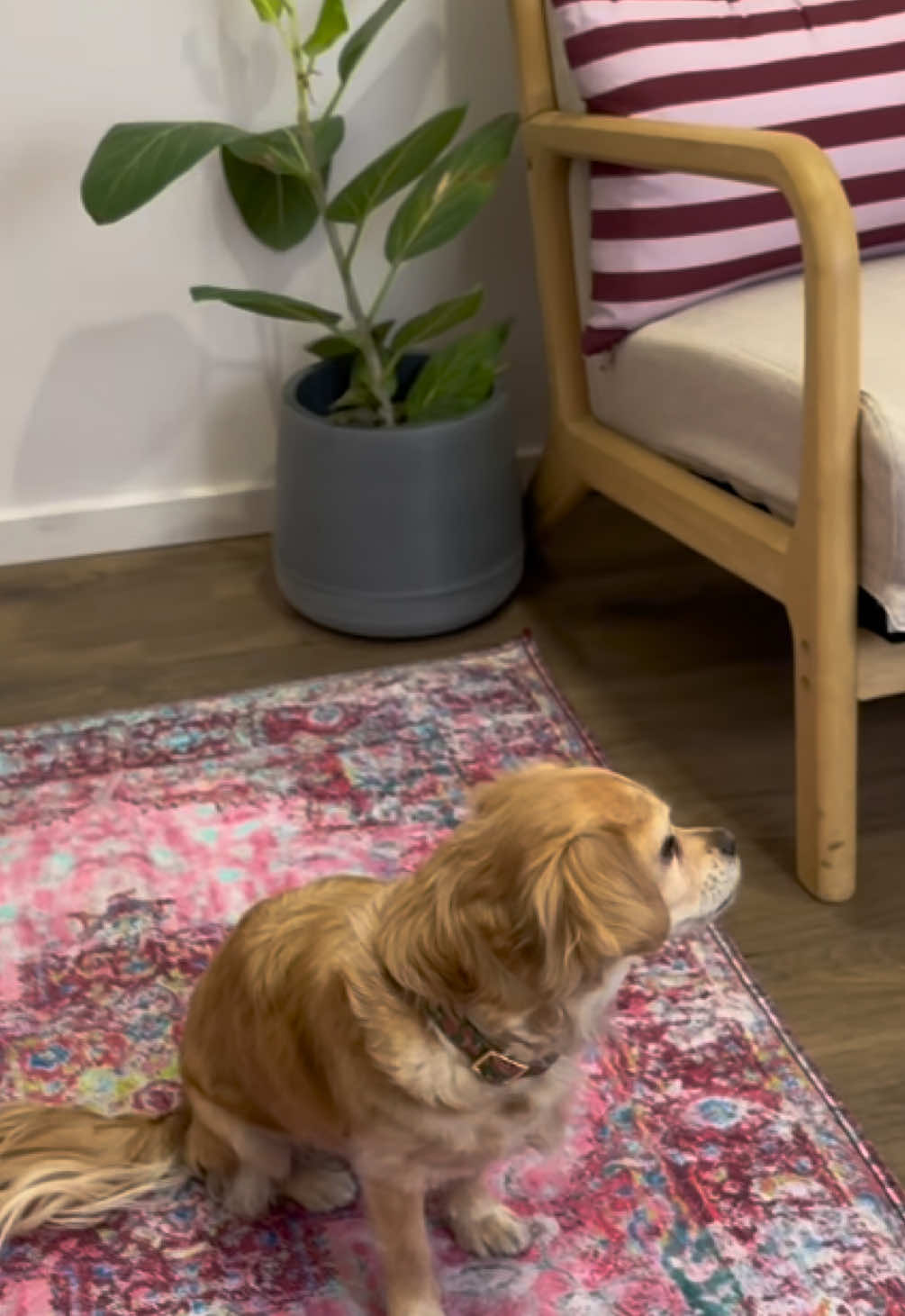 @Lovewag Pets