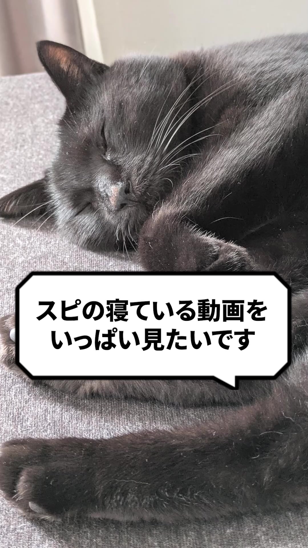 @猫の先生@タケ