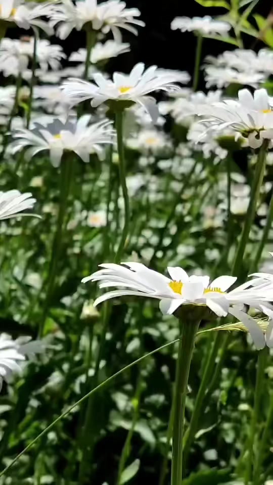 @_kahve_kokusu_