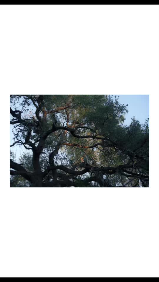 @felix