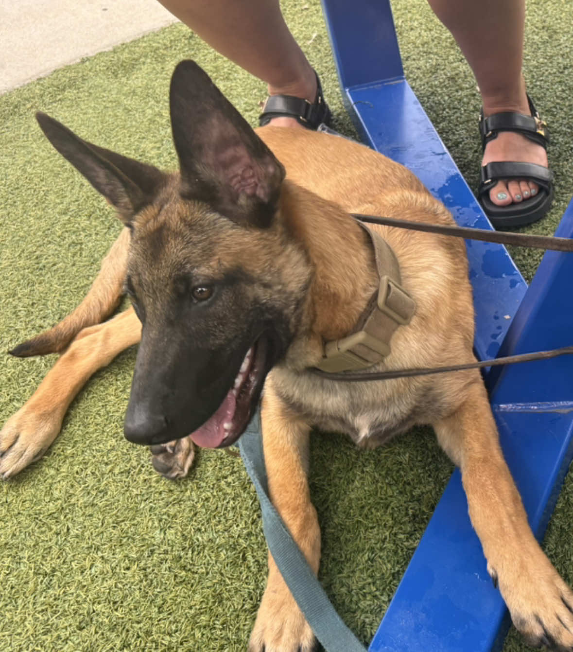@Michigan_Malinois_1817