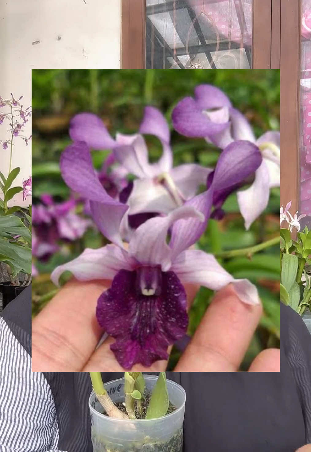 @Anggina Orchid
