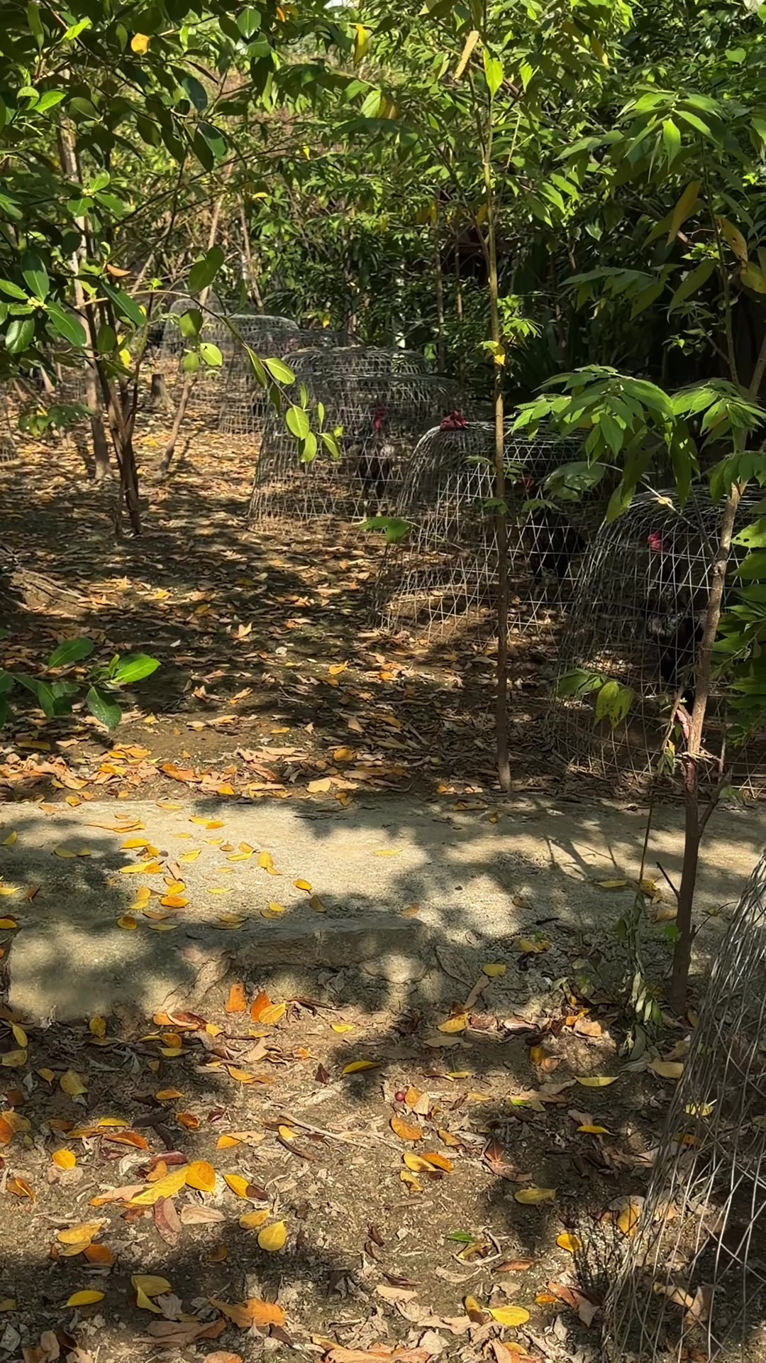 @Quốc khánh
