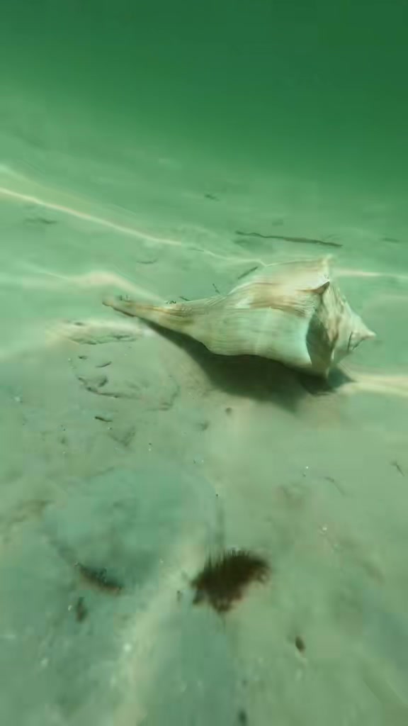 @Southwest Florida Shelling
