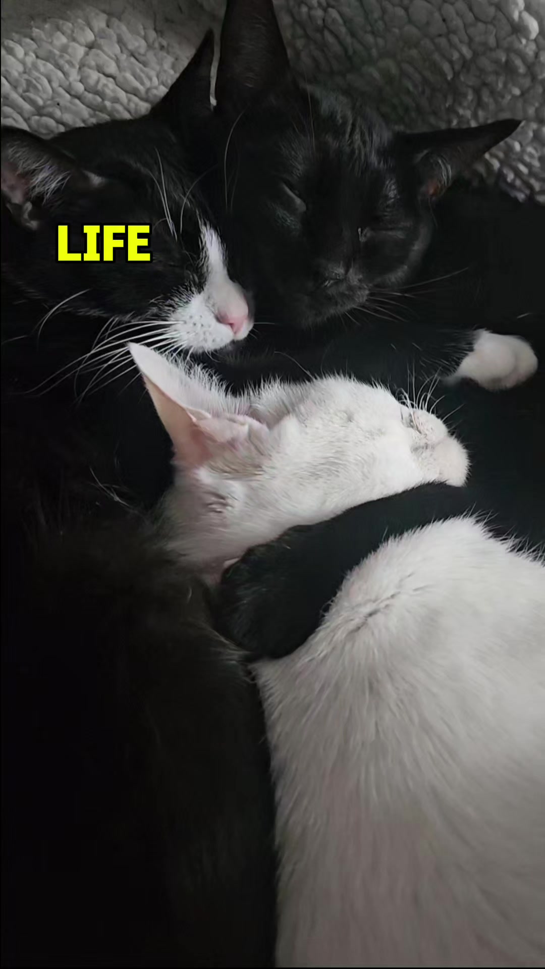 @Zoo Land Pets Cat Family🇨🇦