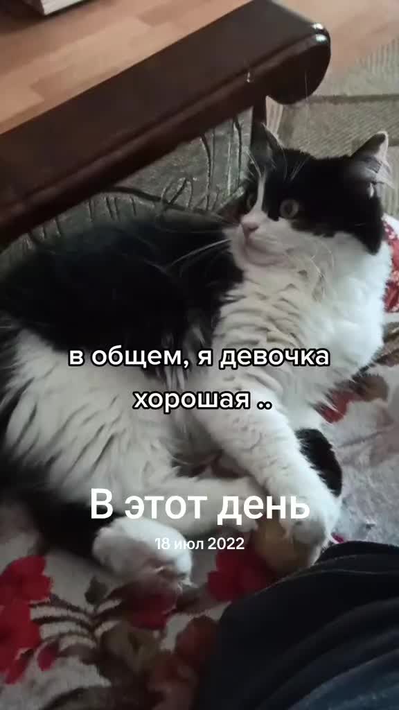 @Феликс & Кото-Семья