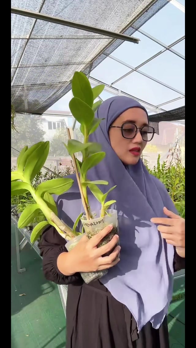 @Anggina Orchid
