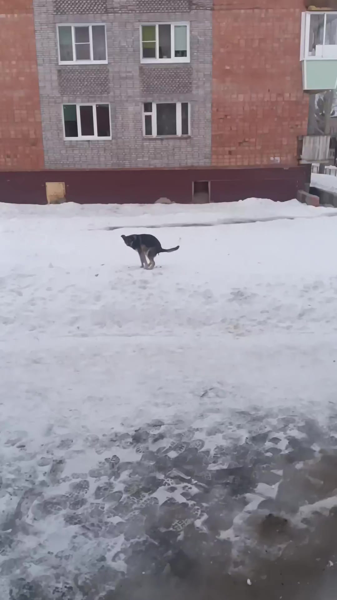 @Страус Магаданский
