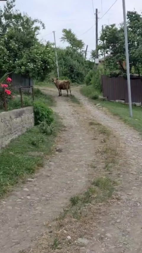 @tiktok