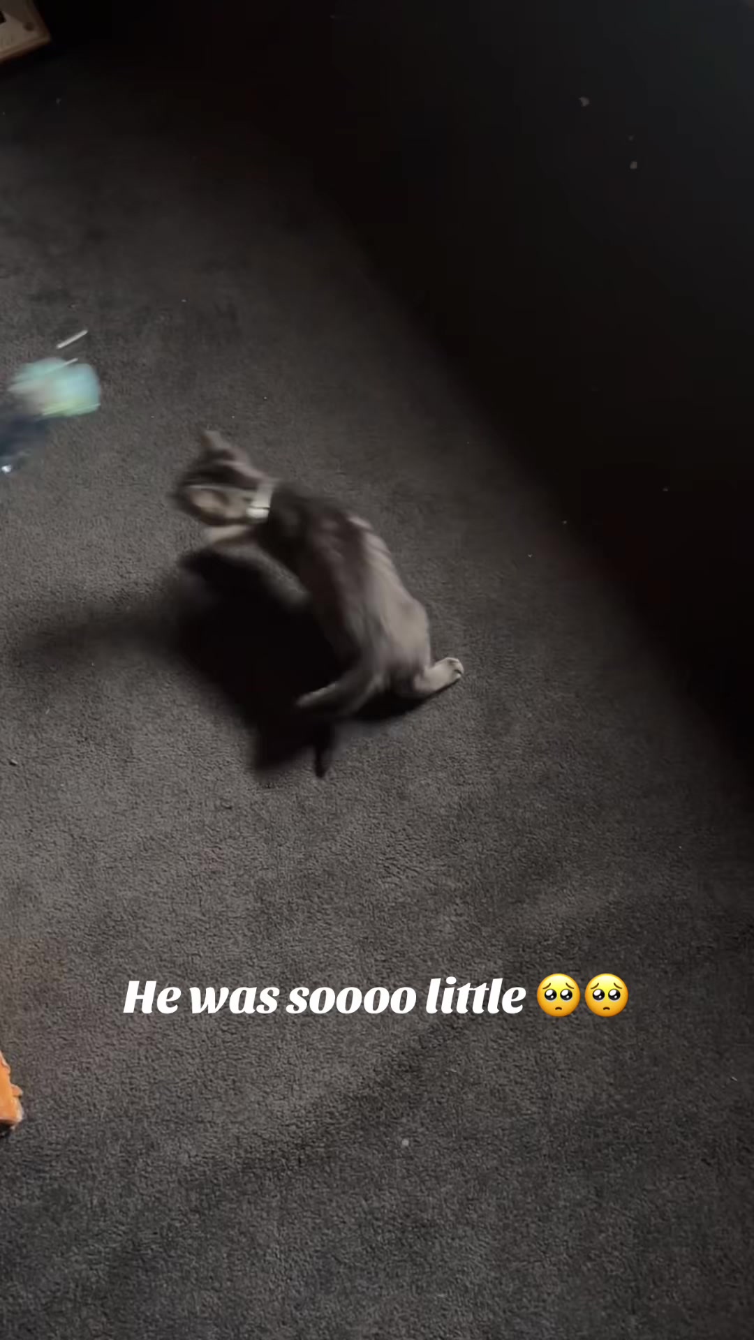 @Ella 🤍🦢