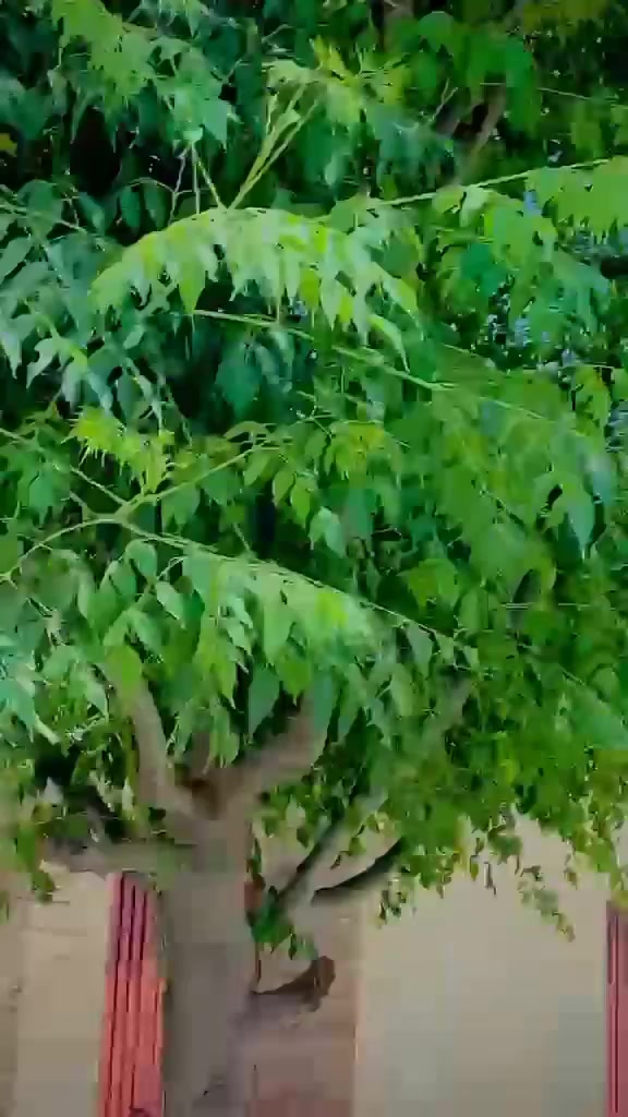 @Asif Rajpoot