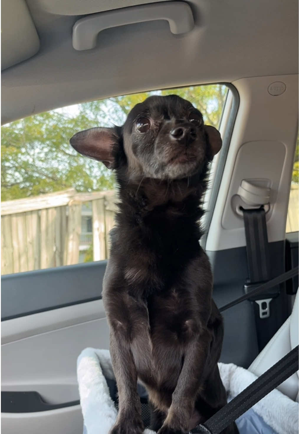 @Blackjack_Chihuahua
