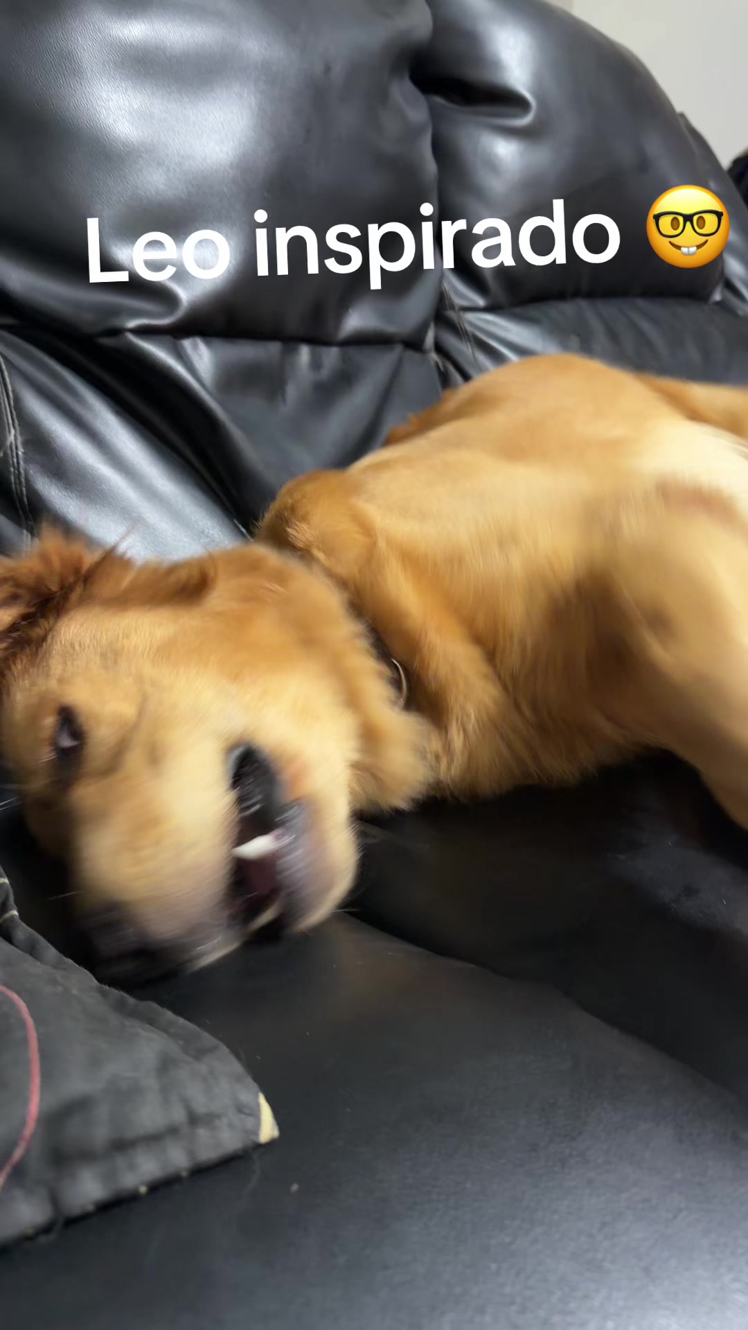 @Dog’s life 🐕