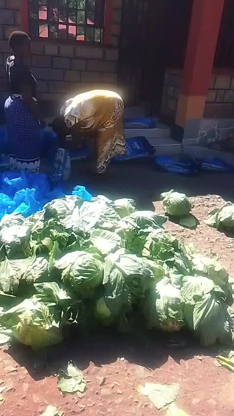 @REGINA TEACUP FOUNDATION