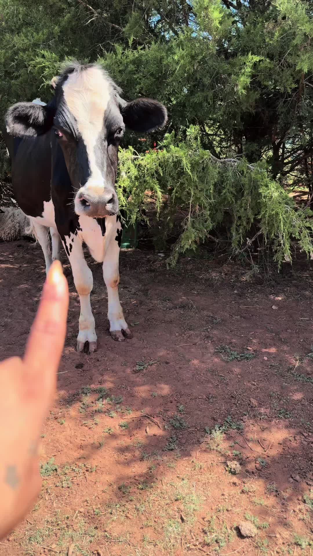 @Billy The Bad Ass Horse