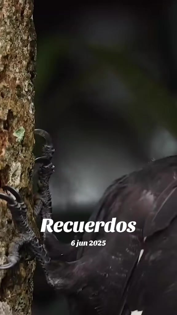 @Edangel Herrera