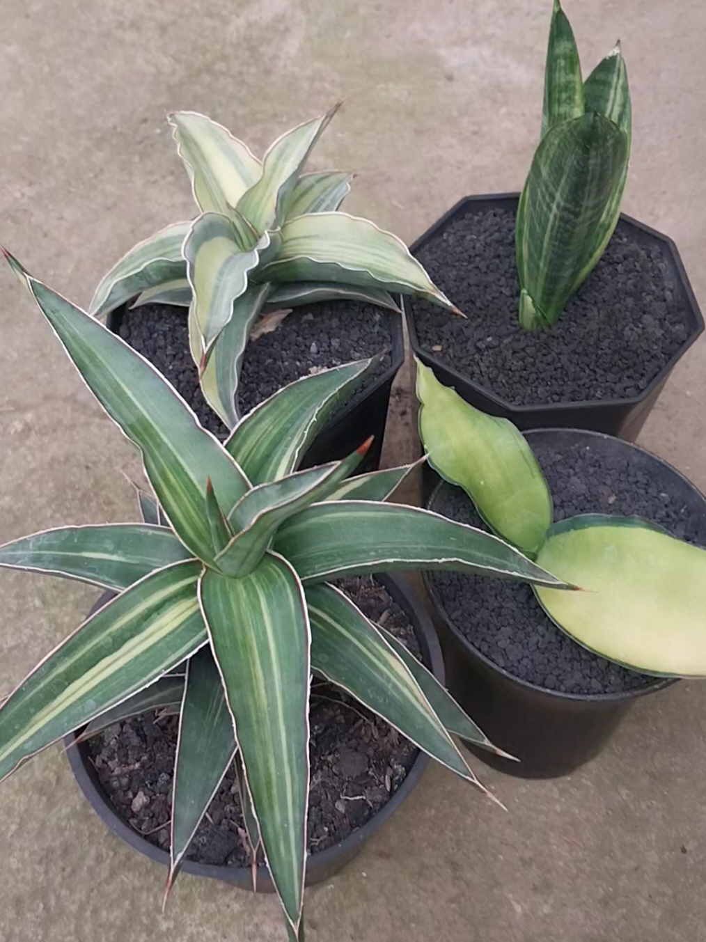 @AmeNursery