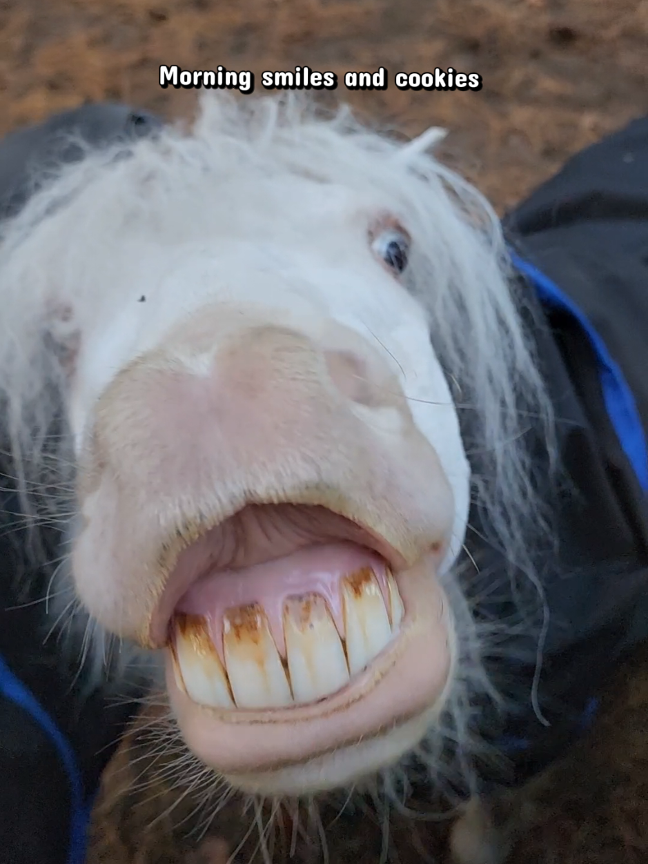 @minihorsemomandtrainer🐴🐴🐴🐴