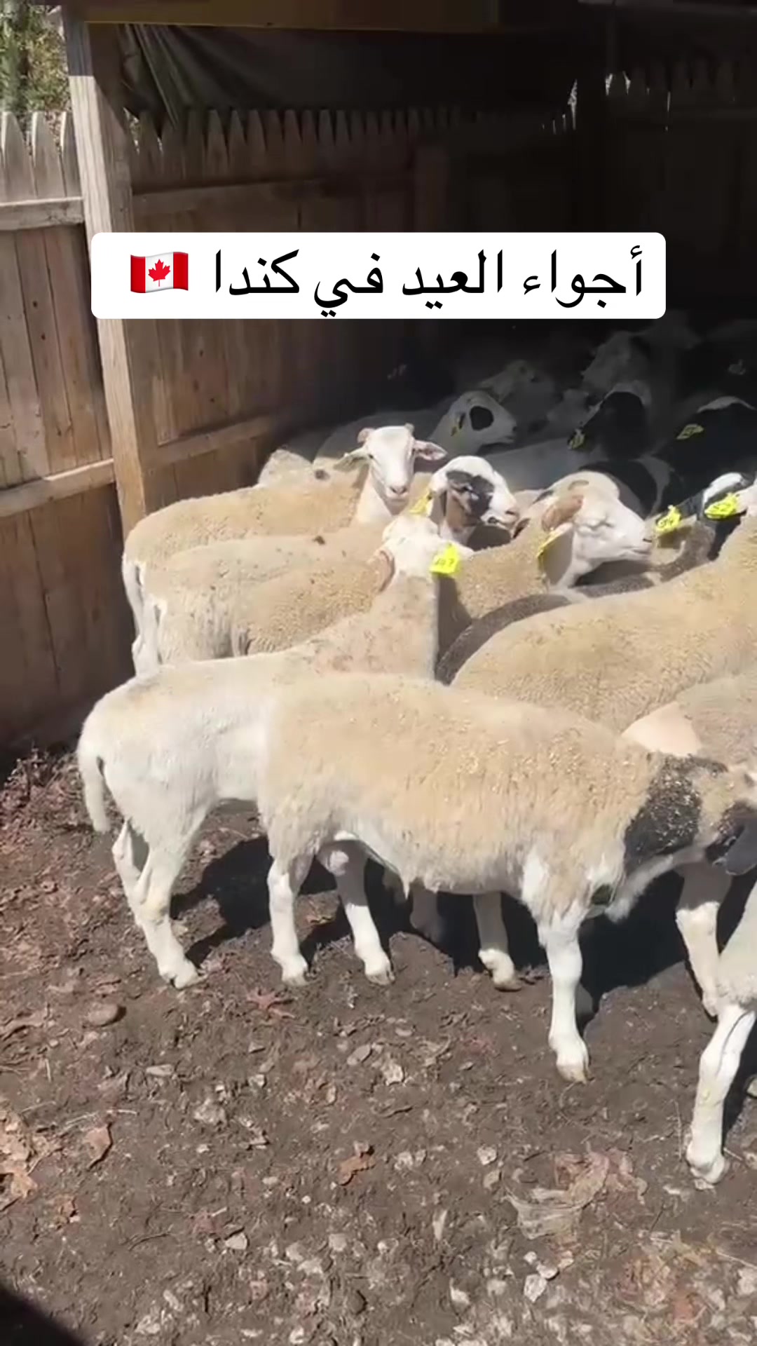 @Youssef