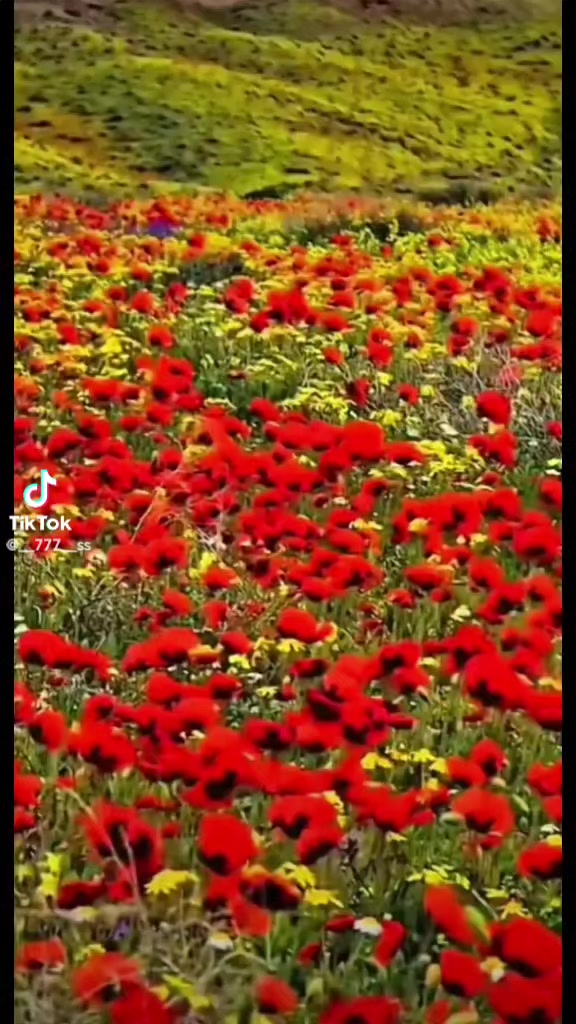 @sevgim sonsuz