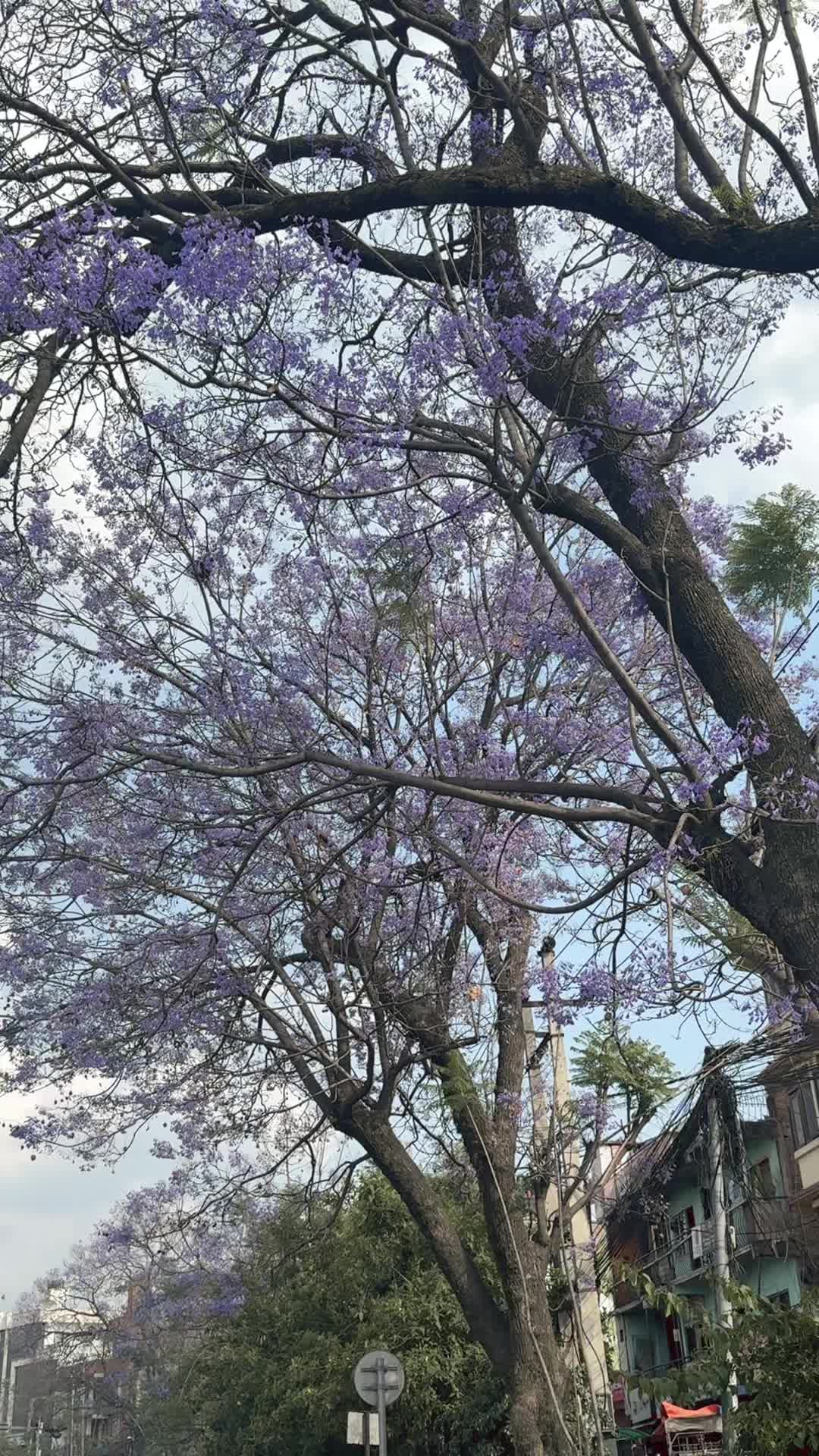 @saraswotijamkatel🇳🇵