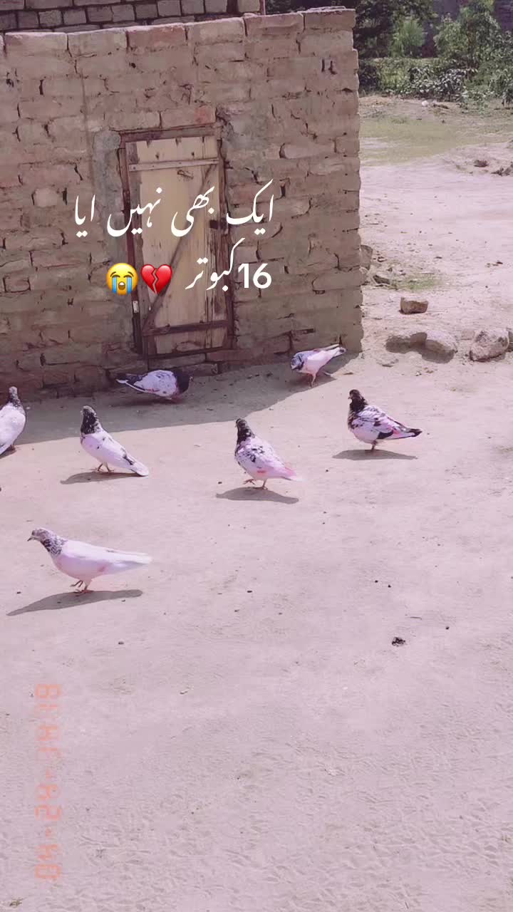 @ʜᴀʀᴏᴏɴ ᴊᴏʏɪᴀ