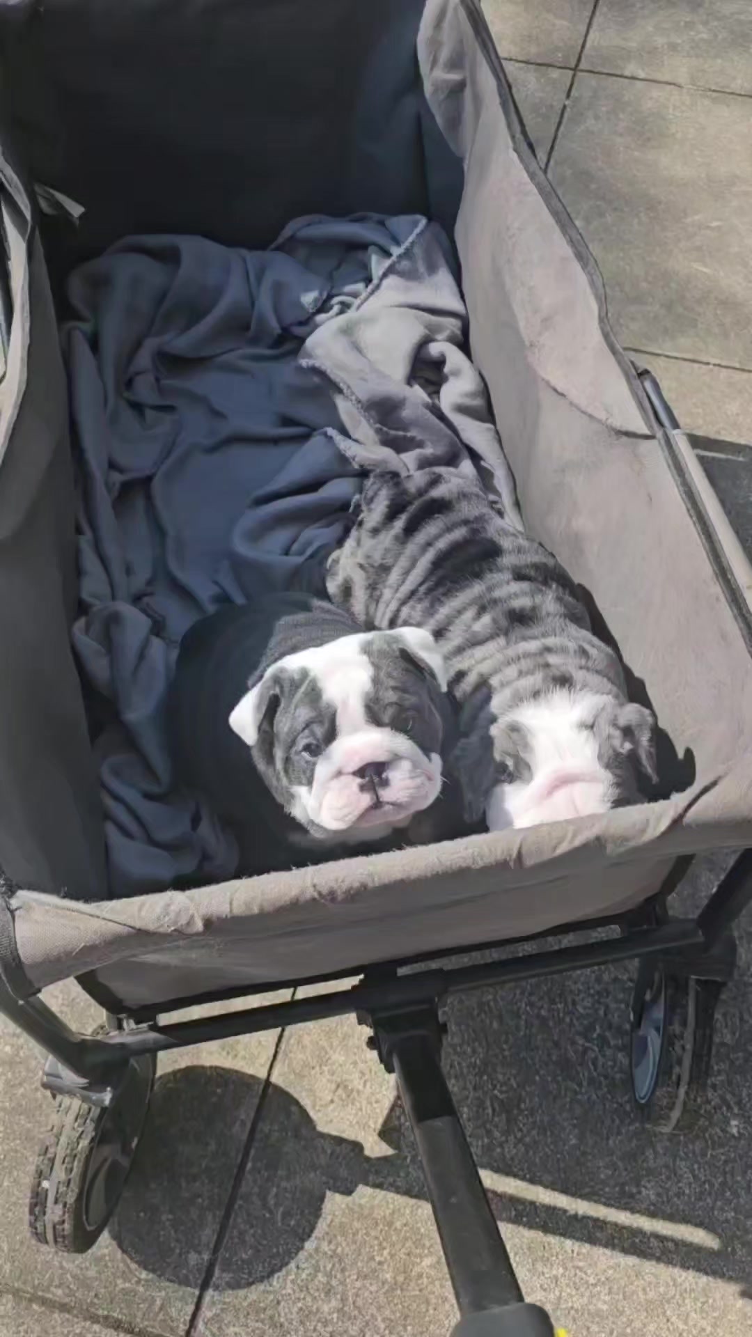 @Bulliciious Bulldogs Aotearoa
