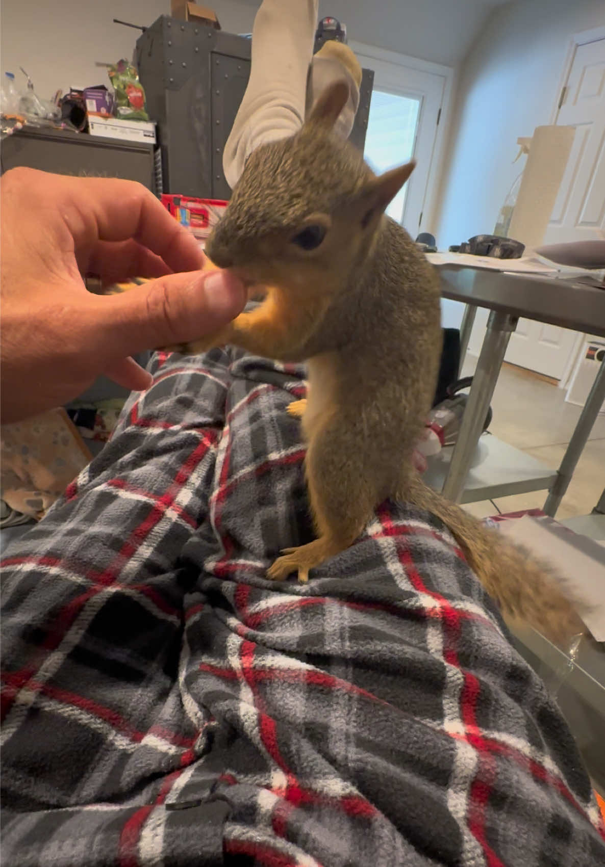 @Squirrel Guy